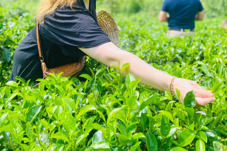ELLA : Tea-Making Experience Tour with Tasting and Snacks