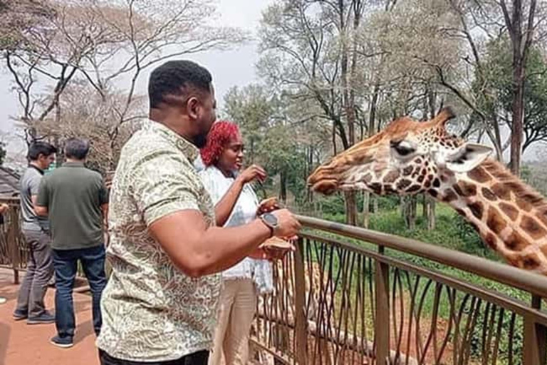 Nairobi: Giraffe Centre Visit and Giraffe Feeding Experience