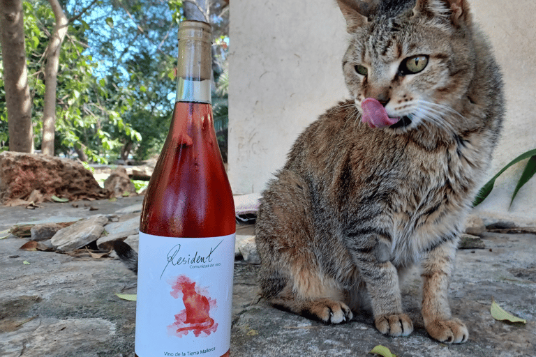 Visite individuelle des vignobles et dégustation de vins