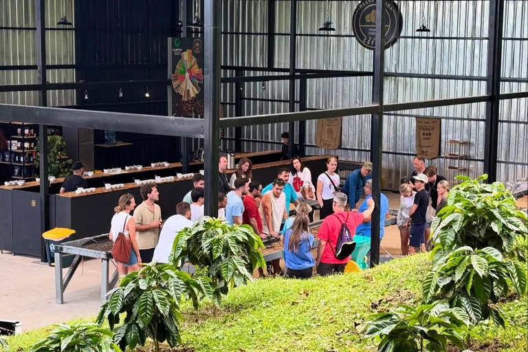 Boquete: Geisha Coffee Plantation Tour with Tasting