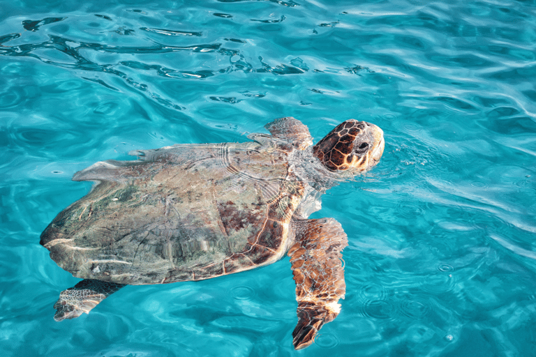 VIP All Inclusive Full Zakynthos Island Tour