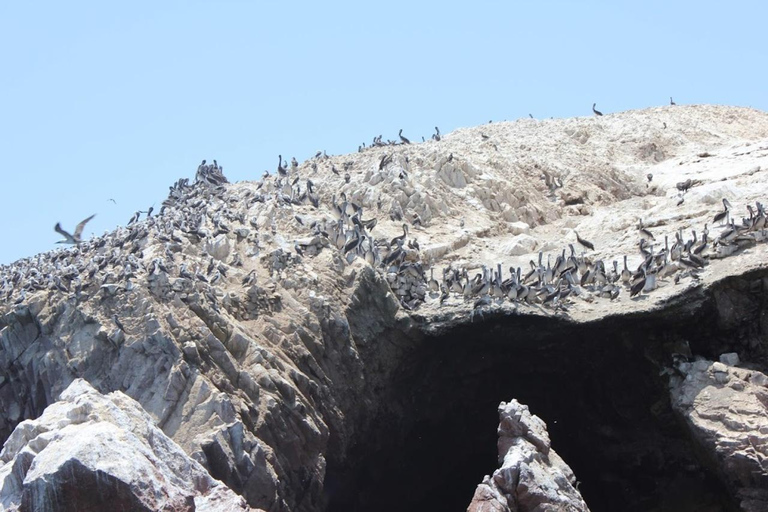 Lima: Trasferimento + Paracas + HuacachinaLima: Trasferimento + Paracas+ Huacachina