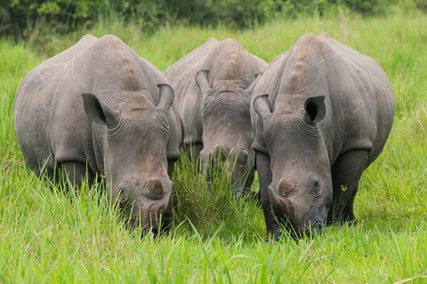 From Kampala: 3-Day Murchison Falls Safari & Chimpanzee Trek