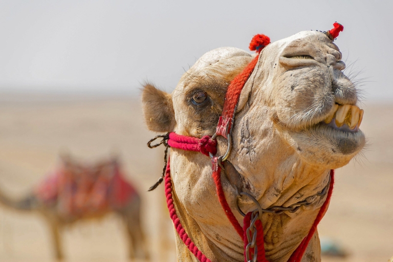 Hurghada: ervaring jeepsafari, kamelenrit & bedoeïenendorpUitstap vanuit Hurghada
