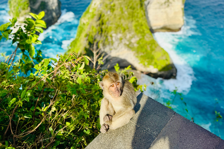 From Bali: Manta Point Snorkeling 3-Spots + Lunch & Pickup