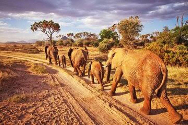 From Mombasa: Tsavo East National Park Safari