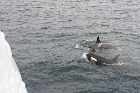 From Tromsø: Whale watching safari to Skjervøy