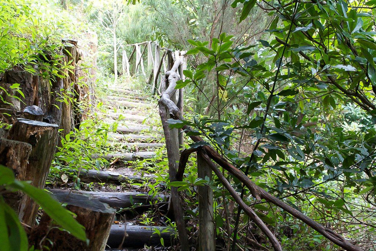 Madeira Levada-Spaziergang & Caldeirao Verde-Wasserfall