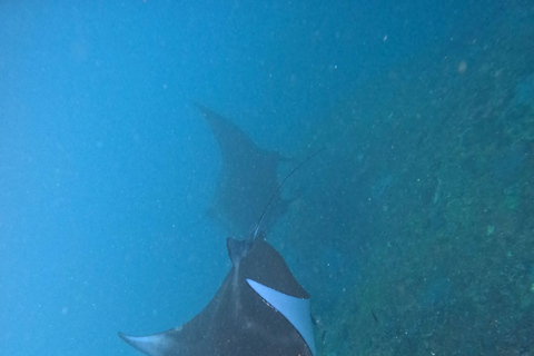 Bali: Excursión a Nusa Penida con Almuerzo y Snorkel en Manta PointBali Excursión de un día a Penida con almuerzo y buceo en Manta Point