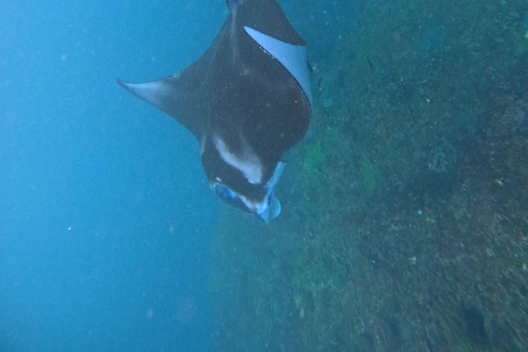 Bali: Excursión a Nusa Penida con Almuerzo y Snorkel en Manta PointBali Excursión de un día a Penida con almuerzo y buceo en Manta Point