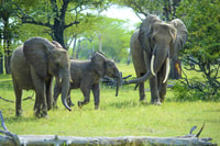 Da Zanzibar, Safari Best Day Selous con voli e pranzo - Housity