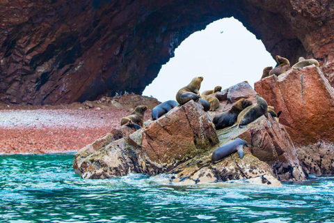 Lima: Trasferimento + Paracas + HuacachinaLima: Trasferimento + Paracas+ Huacachina