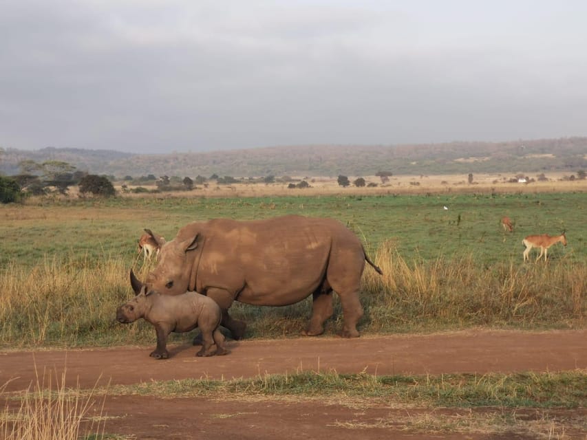 1 dags udflugt til Amboseli med besøg i Masai landsbyen GetYourGuide