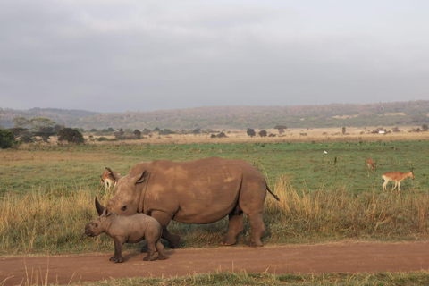 Park Narodowy Amboseli i jednodniowa wycieczka do wioski Masajów