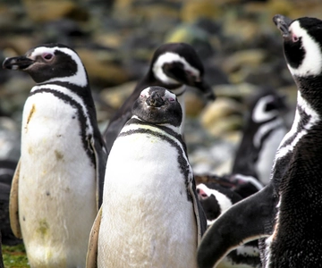 Punta Arenas: Magdalena Island Navigation & Penguin Walk