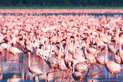 De Nairóbi: Excursão de 1 dia ao Parque Nacional do Lago Nakuru