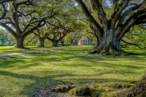 Nowy Orlean: plantacja Oak Alley i rejs po bagnach