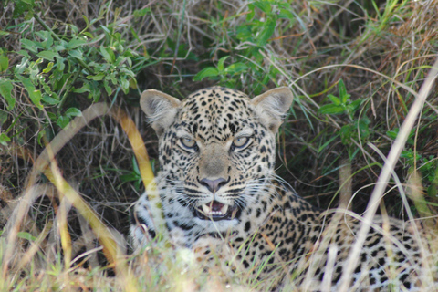 4 Days Queen Elizabeth Park Safari & Ruwenzori Mountain View