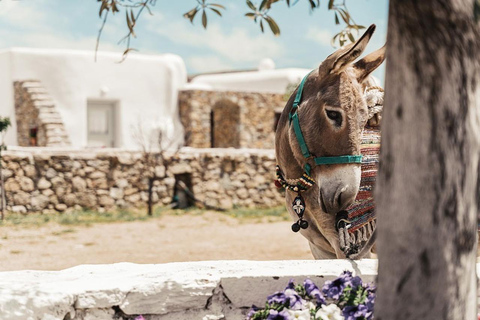 Aventure familiale en jeep à Mykonos : Ferme, vignoble et plage