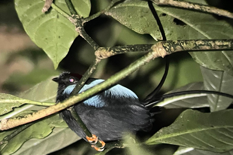 Monteverde: Night Walk at the Monteverde Wildlife Refuge