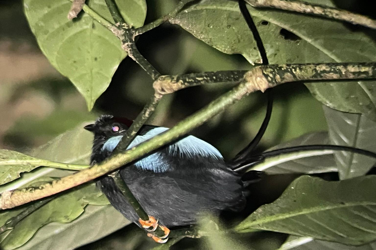 Monteverde: Night Walk at the Monteverde Wildlife Refuge