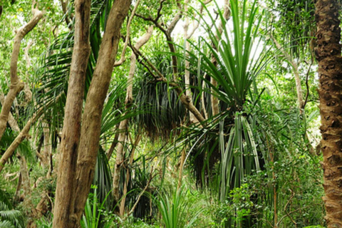 ZANZIBAR: tour della fattoria delle spezie, foresta di Jozani e ristorante RockTour privato, nessun trasferimento incluso