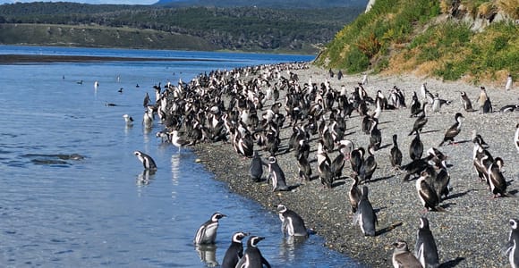 Ushuaia: Pingüinos y sabores del Canal Beagle.
