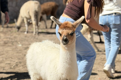 Explore Arequipa: A Day in Salinas with Flamingos, Hot Springs, and Photos Included