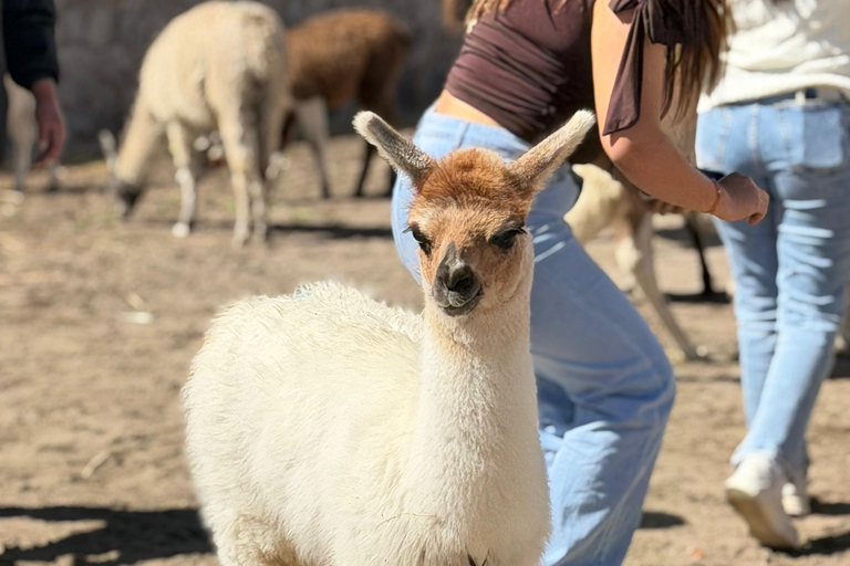 Explore Arequipa: A Day in Salinas with Flamingos, Hot Springs, and Photos Included