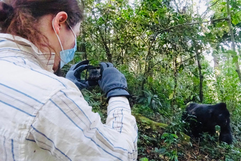 Kigali/Entebbe: 3-Day Bwindi Gorilla Trekking Tour