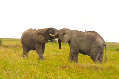 SERENGETI: 2-Days Fly-In Safari to Serengeti and Ngorongoro