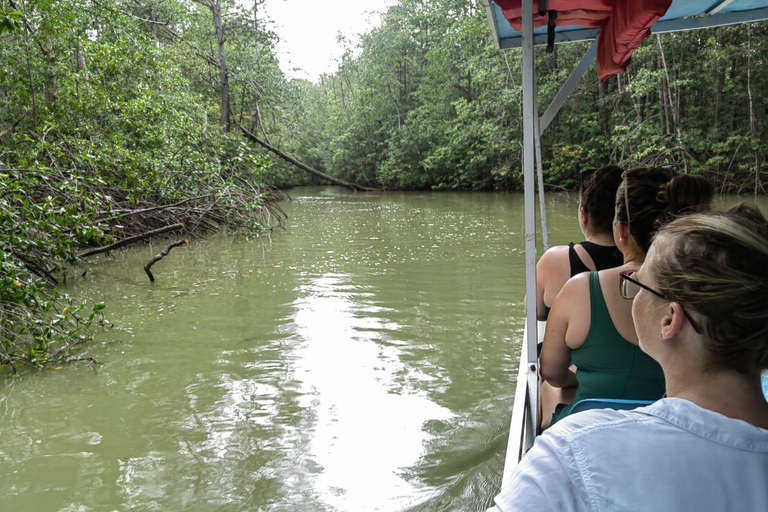 مانويل أنطونيو: جولة بالقارب بين أشجار المانغروف لمشاهدة الحيوانات
