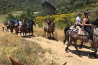 Vrede en Lust Wine Estate, 1h30m Horse Trail Ride - Housity
