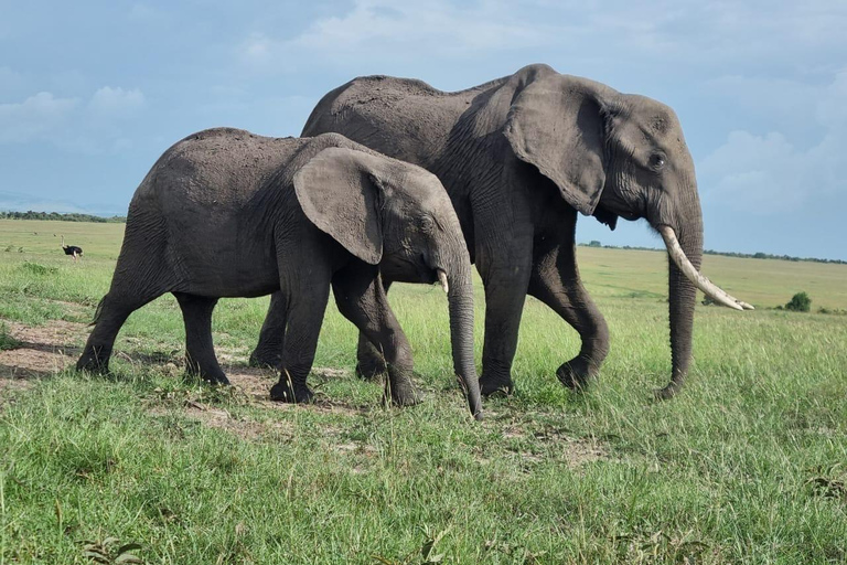 3 dagars perfekt blandning av vildmark i Masai Mara-reservatet