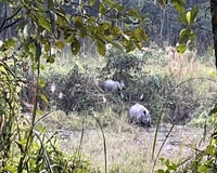 Chitwan National Park Full Day Private Jeep Safari da Madi - Housity