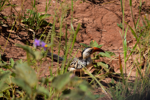 Arusha: Tarangire National Park Day Safari Joining Safari (1-2 People)