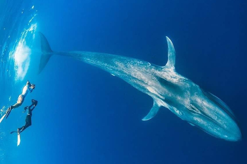 Mirissa: Dolphin Swim Blue Whale Snorkelling | All-Inclusive Mirissa: Scuba Diving & Turtle Snorkelling Experience