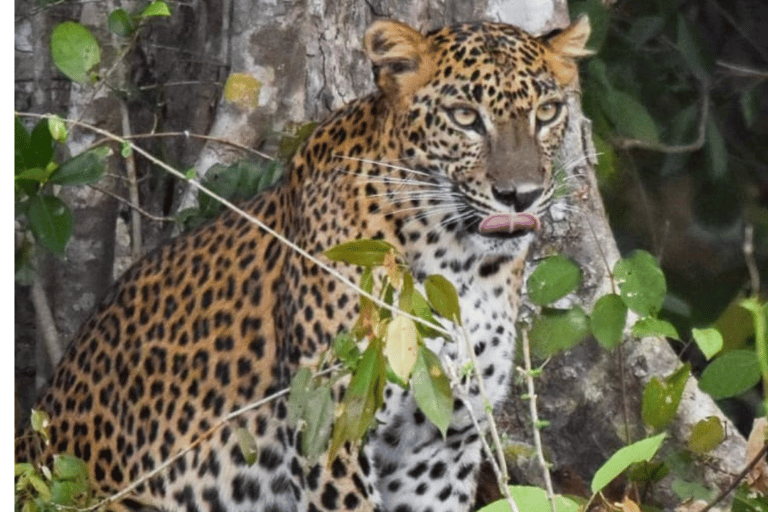 Anuradhapura: Wilpattu Safari, Kalu Diya Pokuna & Mihintale Stranded Budget Package