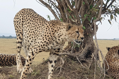 Arusha: 2-Day Ngorongoro Crater and Tarangire Safari