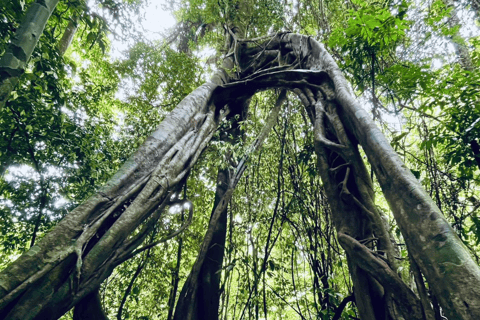 Khao Sok: Full-Day Ratchaprapha Dam Tour, Boat Trip & Lunch