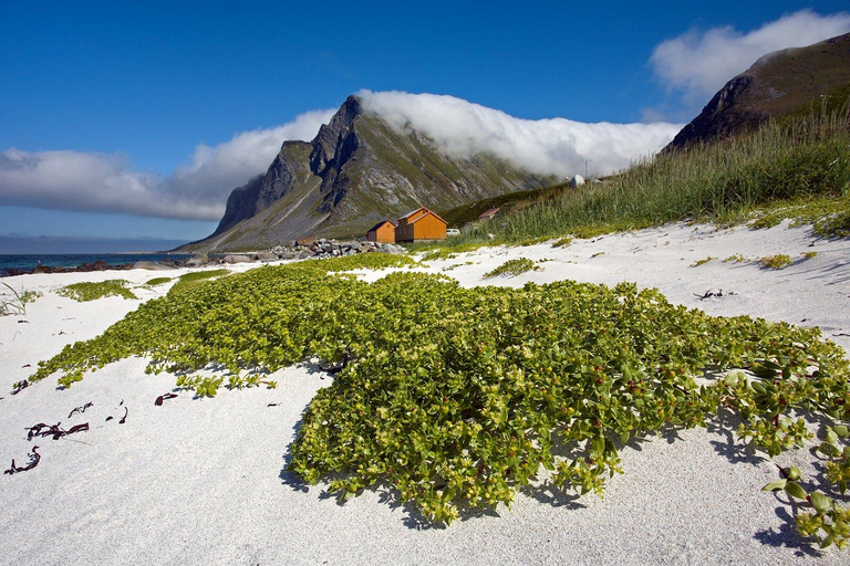 Vanuit Svolvær: Reine &amp; Å Lofoten West-eiland Dagvullende tour