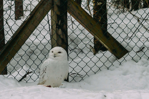 Rovaniemi: Excursión al Zoo de Ranua