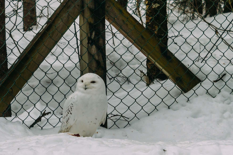 Rovaniemi: gita allo zoo di Ranua