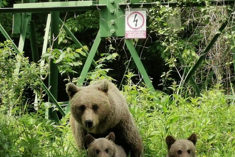 PREMIUM TOUR: Bears Safari on Transfagarasan Road