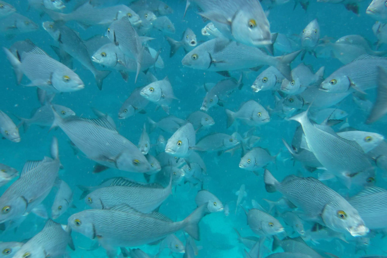 Galápagos: Pinzón Island Full-Day Snorkeling Adventure