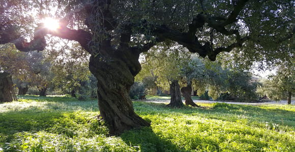 Sciacca Walking Tour and Olive Oil Experience