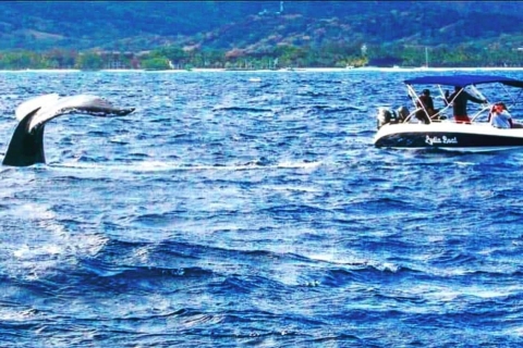 Private Boat tour: Fullday/Dolphins Watch & Swim+ Bbq
