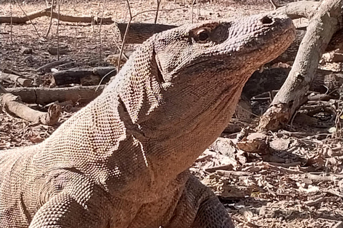 Excursão à Ilha de Komodo 2 dias 1 noite