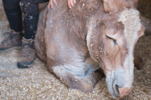 Walk with Donkeys in the Hills of PisaEnglish
