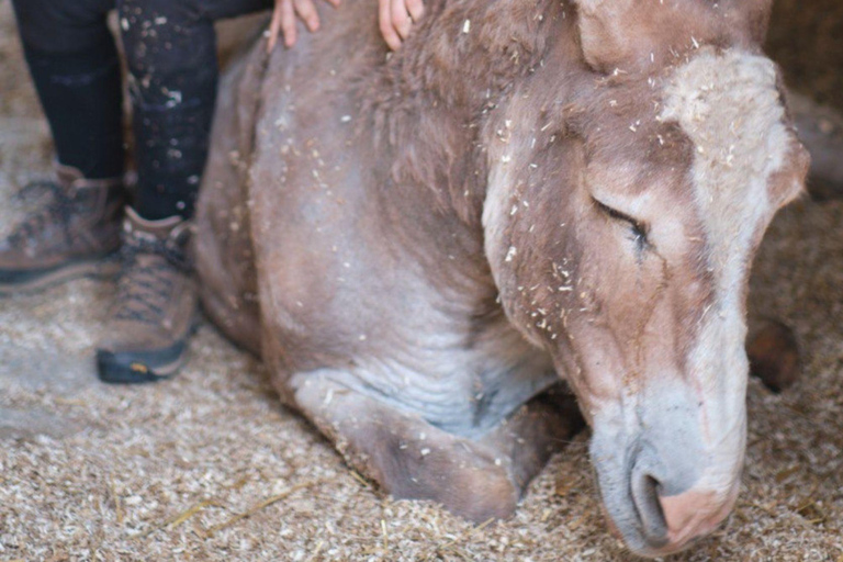 Walk with Donkeys in the Hills of PisaEnglish